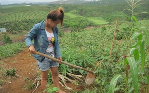 Rơi vào "động quỷ" vì tin lương rửa bát 30 triệu đồng