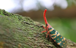 Những loài côn trùng đẹp, lạ xuất hiện tại Việt Nam