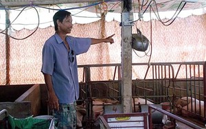 CỰC LẠ: Lão nông ở Vĩnh Long và đàn lợn lớn nhanh nhờ nghe... radio