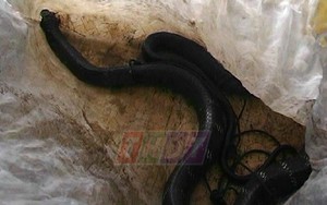 Cận cảnh những con rắn dài hàng mét được người dân phát hiện