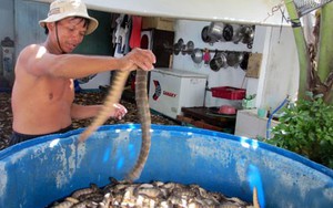 "Mốt" săn rắn biển làm mồi nhậu: Nguy hiểm mà vẫn ham
