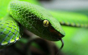 Những loài rắn cực độc xuất hiện tại Việt Nam