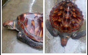 Hà Tĩnh: Người dân thả con rùa hơn 10 kg về với biển
