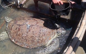 Ngư dân Thanh Hóa thả rùa quý hiếm dài 1 mét về biển