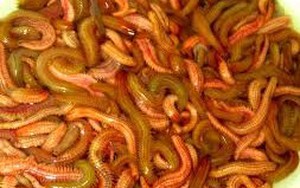 Những nguy hiểm "chết người" khi ăn rươi