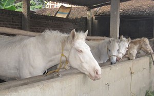 Năm Giáp Ngọ, “sốt” ăn thịt ngựa bạch lấy may