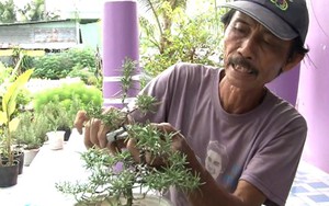 Lạ: Cây túi thơm hút khách