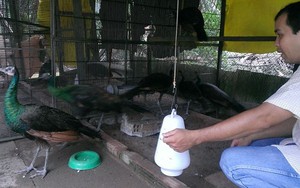 Vụ tống đại gia vào Viện tâm thần để chiếm đoạt tài sản: Chuyện thật như đùa