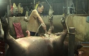 Chiêu bơm nước ao vào trâu bò của lò mổ