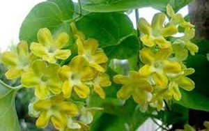 Công dụng tuyệt vời của hoa thiên lý không nhiều người biết