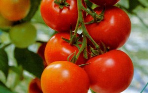 Cà chua - “phương thuốc” thần kỳ cải thiện "tinh binh"