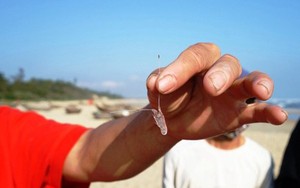 Ngư dân miền Trung kiếm hàng chục triệu/đêm nhờ "lộc trời"