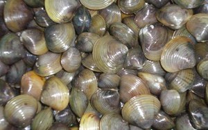 Những người tuyệt đối không nên ăn hến