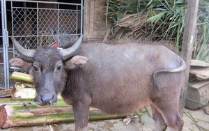 Hy hữu vụ án "trâu đi thẩm mỹ viện"