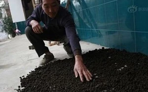 Dùng phân bò “sắc uống chữa ung thư” gây sốt