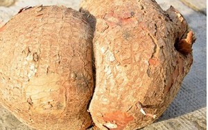 Đào được củ khoai mì nặng gần 8kg