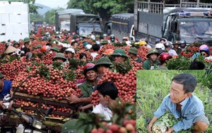 Vải thiều rẻ như rau muống, giá dưa hấu bằng cốc trà đá