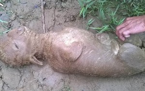 Quảng Ngãi: Con bê kì quái có mặt giống... trẻ sơ sinh