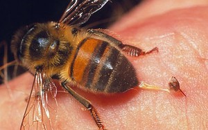 6 hành khách phải cấp cứu vì bị ong chích khi đi tiểu