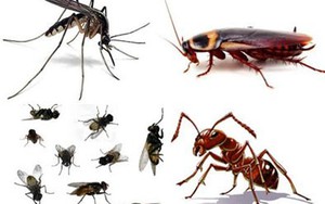 Mẹo khiến ruồi, muỗi, gián, chuột phải chạy ra khỏi nhà “tức tốc”