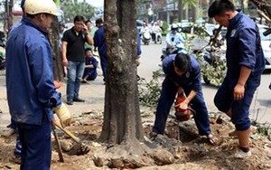 Hà Nội vẫn chưa kỷ luật cán bộ vụ chặt cây xanh