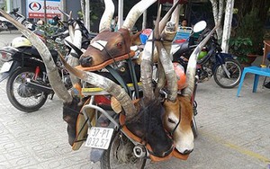 Rao bán sừng linh dương đầu bò ở Tây Ninh