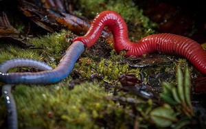 Đỉa khổng lồ dài 30cm nuốt chửng giun đất gần 80cm