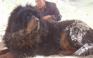 Chó ngao Tây Tạng cắn chết 37 con sói: Quá dũng mãnh!