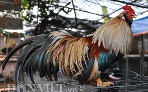 "Chiêu độc" luyện gà tre mã đẹp, lông đuôi dài giá hàng chục triệu