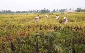 Chùm ảnh: Nông dân hớt hải gặt lúa chạy đua bão Cầu Vồng