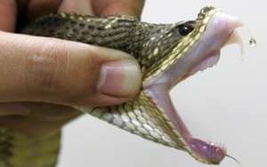 "Đứng tim" với bé 17 tháng tuổi cắn chết rắn độc