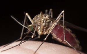 Khám phá lý do tại sao muỗi thích đốt người