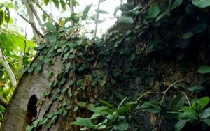 Chuyện khó hiểu xung quanh 2 gốc sưa 150 tỷ