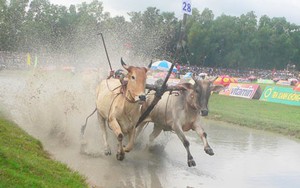 Lễ hội thiêng của người Khmer: Kỳ công nuôi bò đua