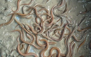 "Đút túi" hơn trăm triệu/năm nhờ nuôi lươn vào mùa lũ