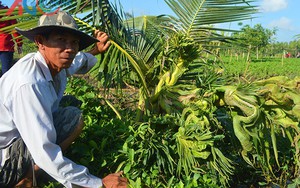 Cây dừa “lạ” có hình rồng, phụng ở Khánh Hòa