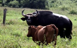Bò tót đực "si tình", bỏ đàn sống với bò nhà đã chết