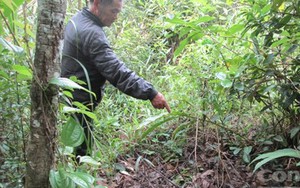 Vụ chàng rể bị cha và anh vợ thủ tiêu: Nạn nhân bị 'chôn sống'?