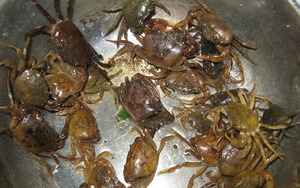 Cẩn thận mang họa vì cua đồng