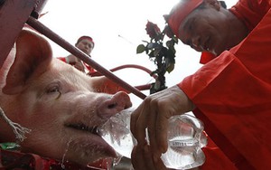 Kiên quyết không để tục chém lợn tái diễn trong năm 2016
