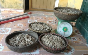 Phát hiện 50kg tiền cổ khi đào đất