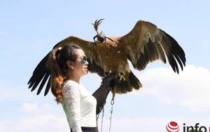 Nuôi chúa tể bầu trời: Thú chơi cũng lắm công phu