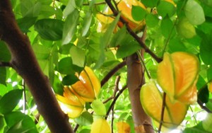 Phát hiện công dụng trị nám, nở ngực của lá khế
