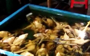 Lò giết gia cầm trái phép, "biến" da gà trắng thành vàng