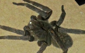 Loài nhện độc nhất thế giới bất ngờ xuất hiện