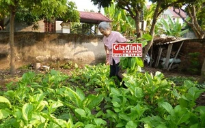 Bật mí loại rượu tự chế giúp cụ bà tuổi bát thập cuốc đất, trồng rau khỏe hơn trai tráng
