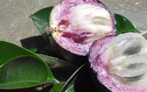 Lợi ích tuyệt vời của quả vú sữa