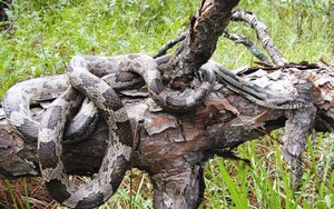 Đón xuân ở “vương quốc” bất khả xâm phạm của loài rắn hổ mây khổng lồ