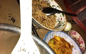 “Côn trùng lạ” ở An Nhơn là ruồi mắt đỏ