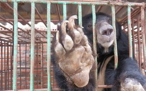 Gấu chết hàng loạt tại Hạ Long